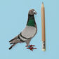 Pigeon Patch